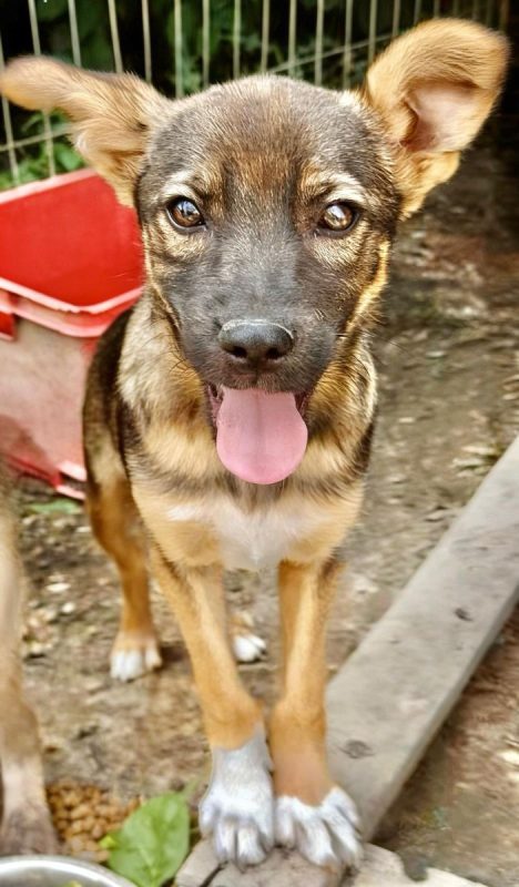 BRIO - Chien à adopter - photo 2