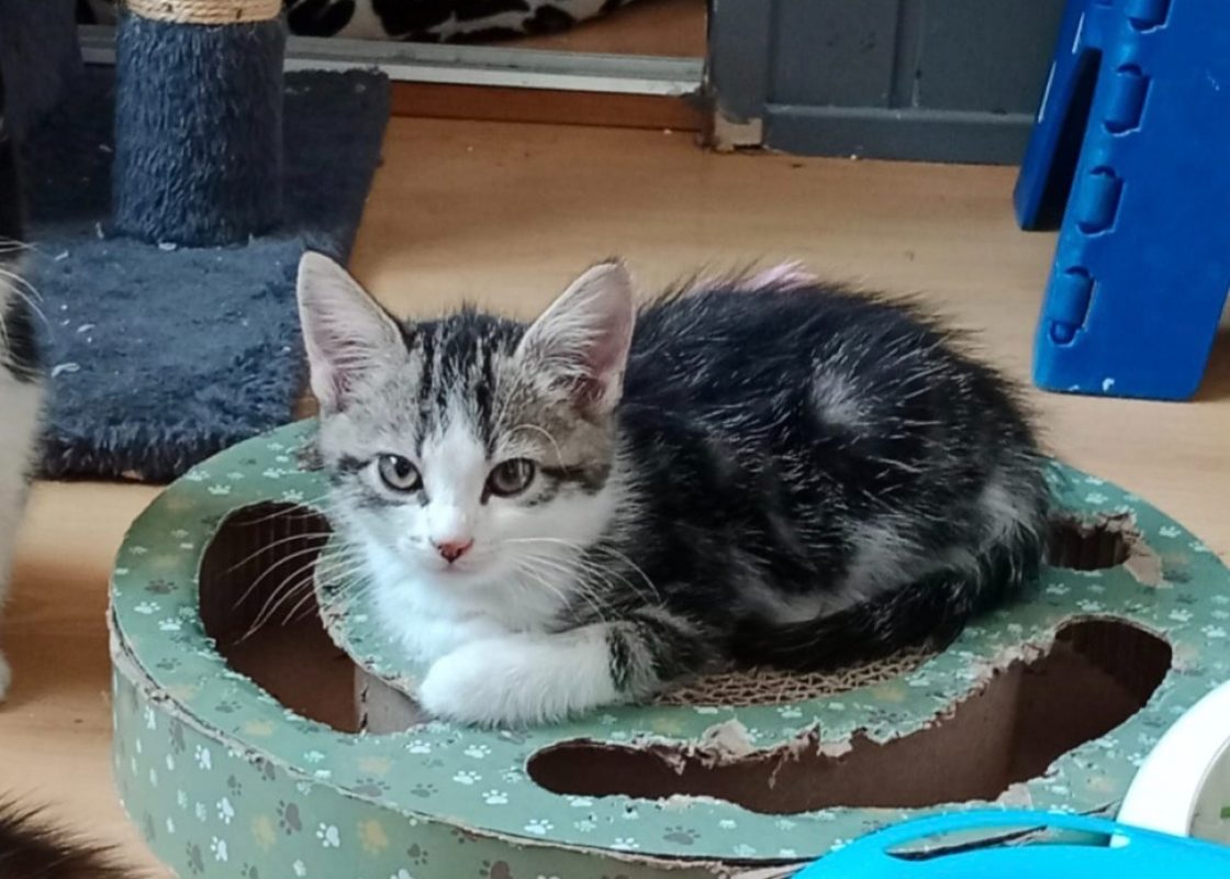Scampi - Chat Européen à adopter