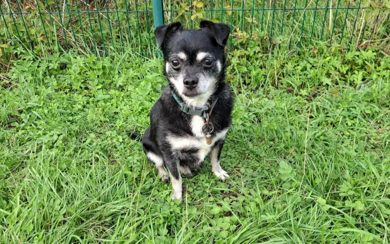 Pepere - Chien Chihuahua à adopter