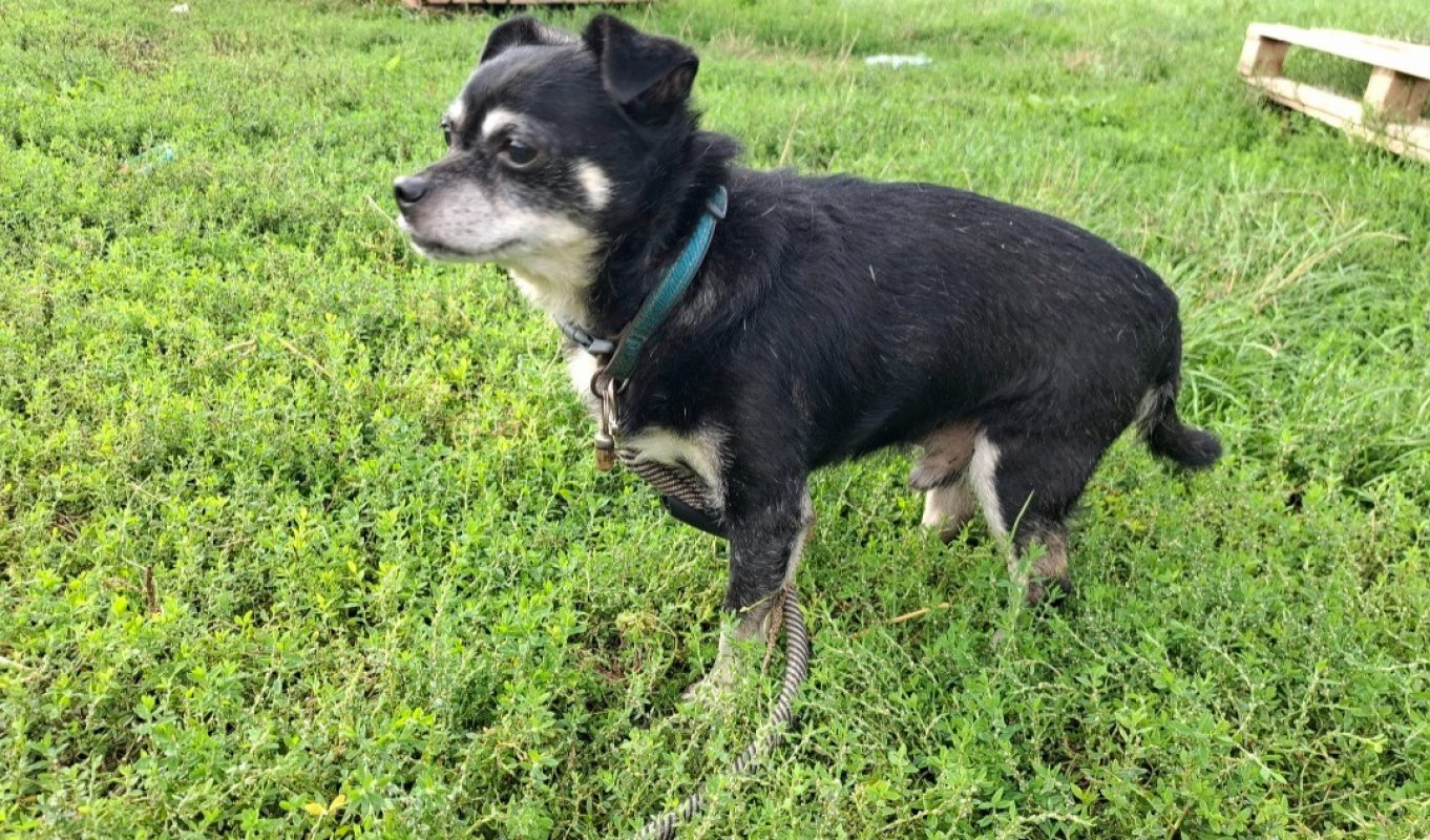 Pepere - Chien Chihuahua à adopter - photo 2