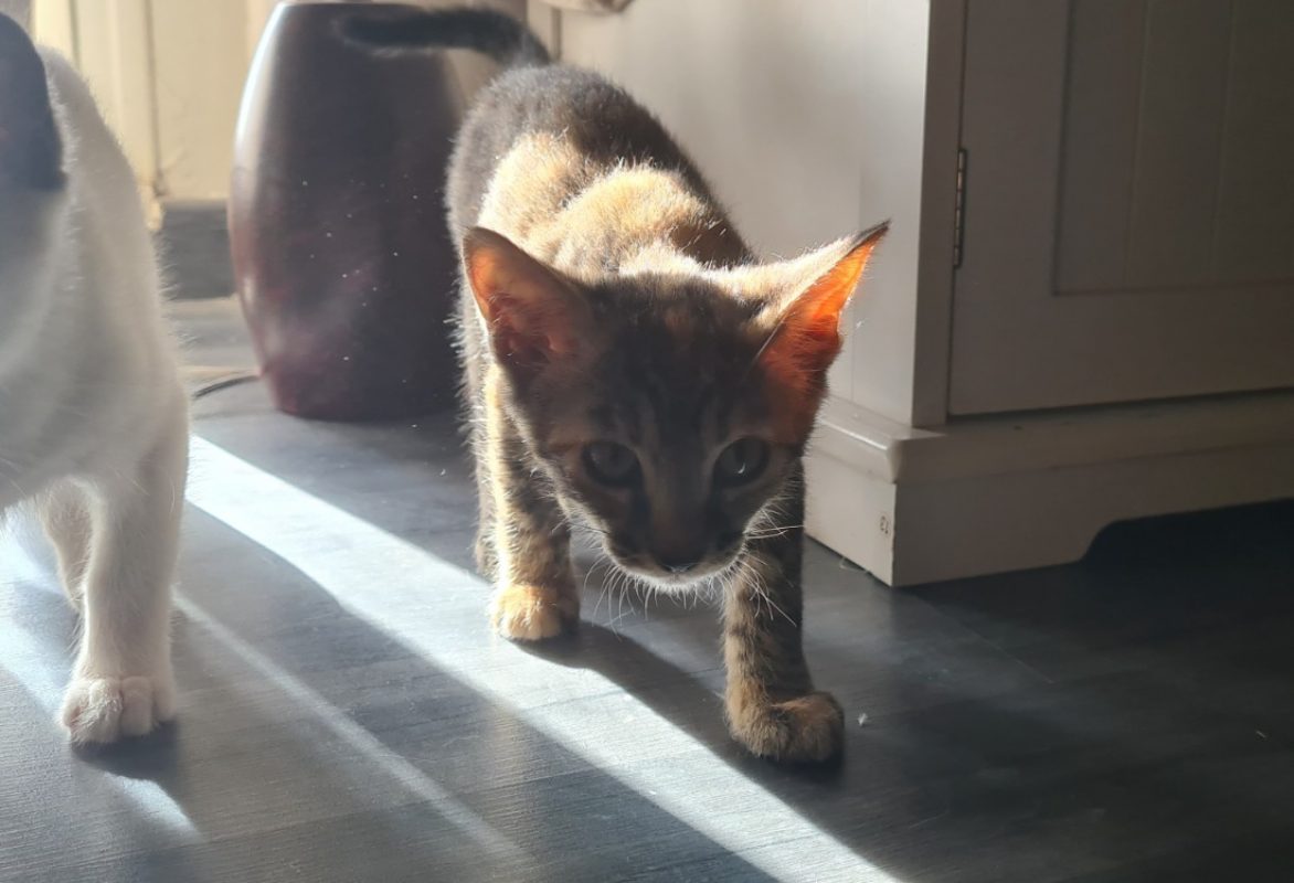 Gonia - Chat Européen à adopter