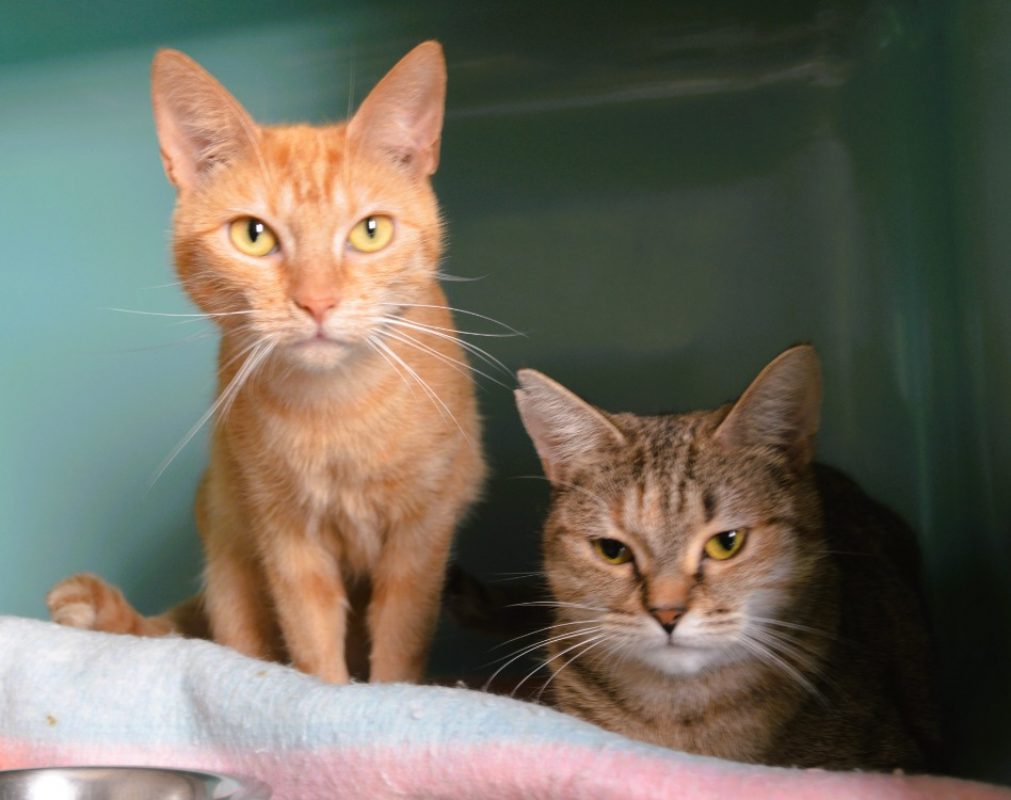 Pouffy - Chat Européen à adopter