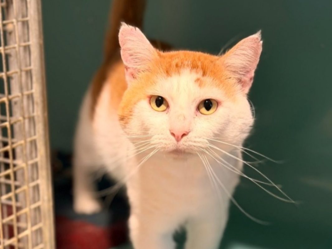 Grododu - Chat Européen à adopter