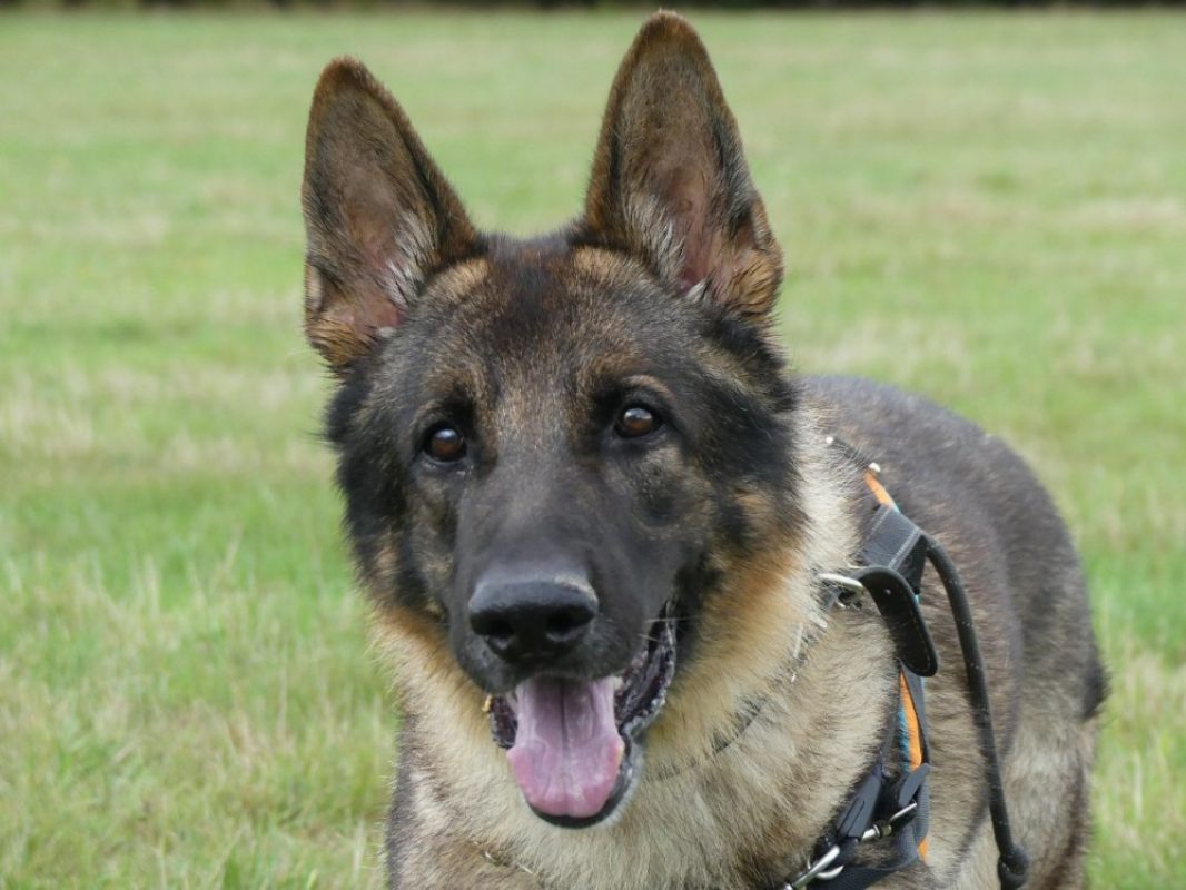 Parouk - Chien Berger Allemand à adopter