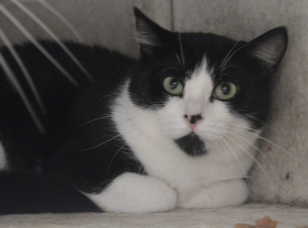 Eclipse - Chat Européen à adopter