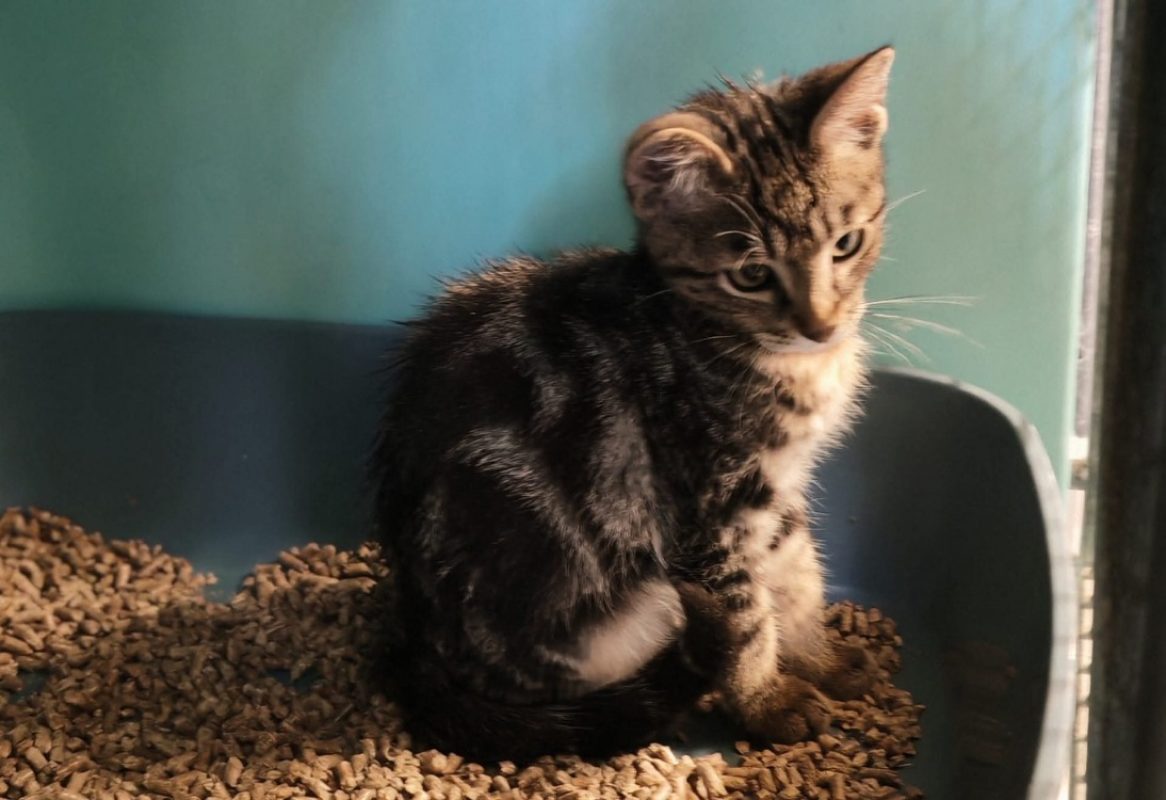 Heenou - Chat Européen à adopter