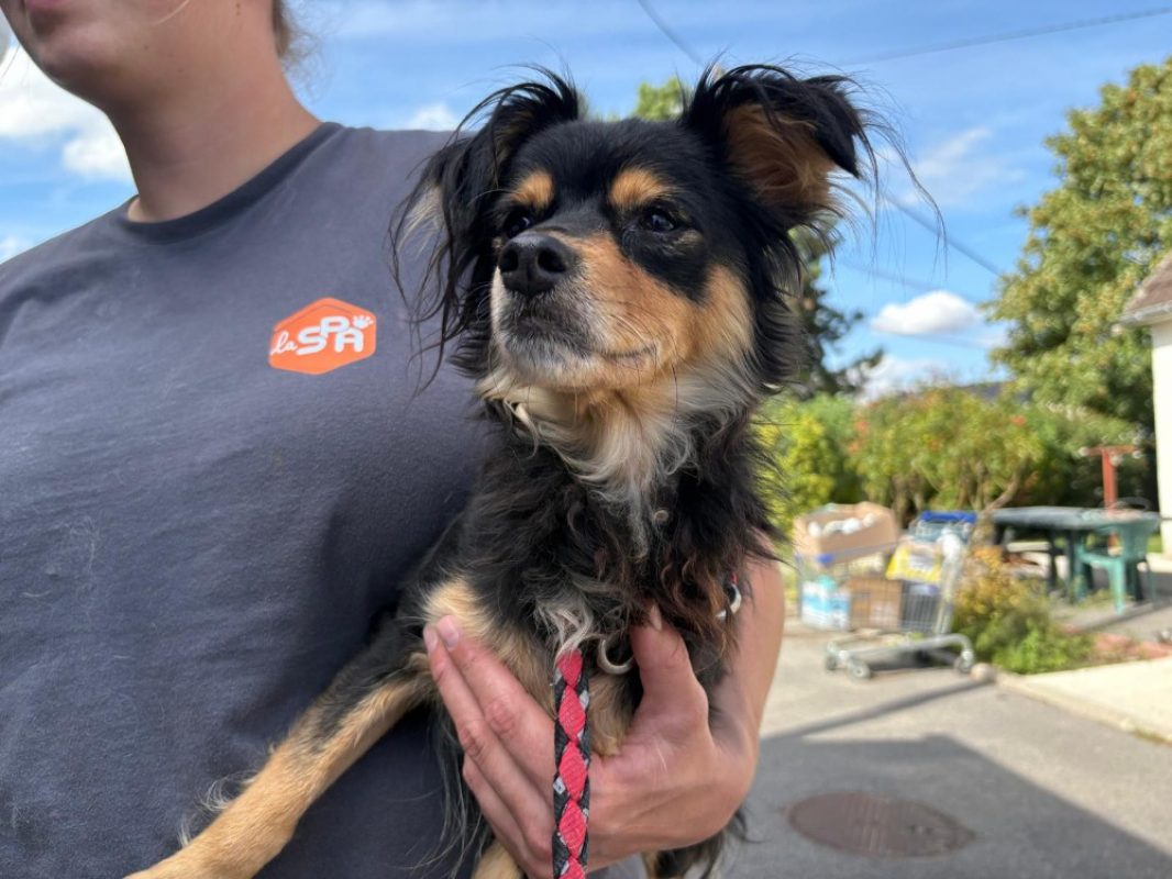 Rosie - Chien Ratier pragois à adopter