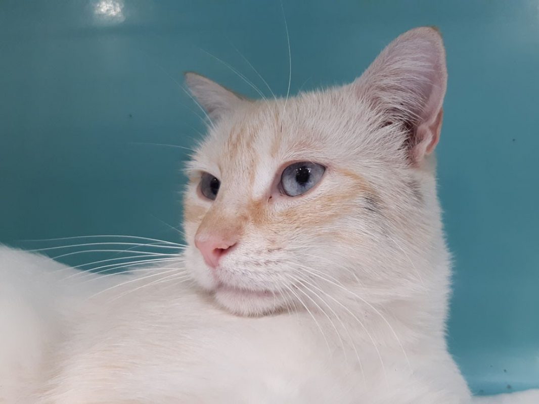 Cream - Chat Européen à adopter