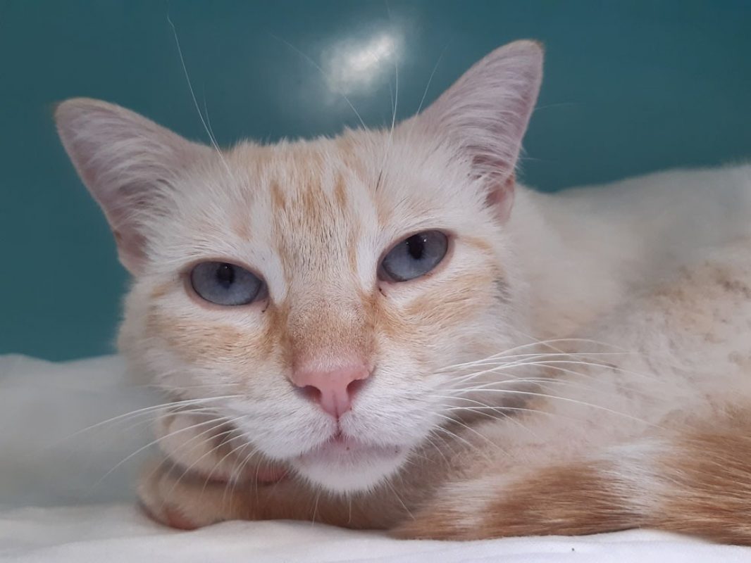 Cream - Chat Européen à adopter - photo 2