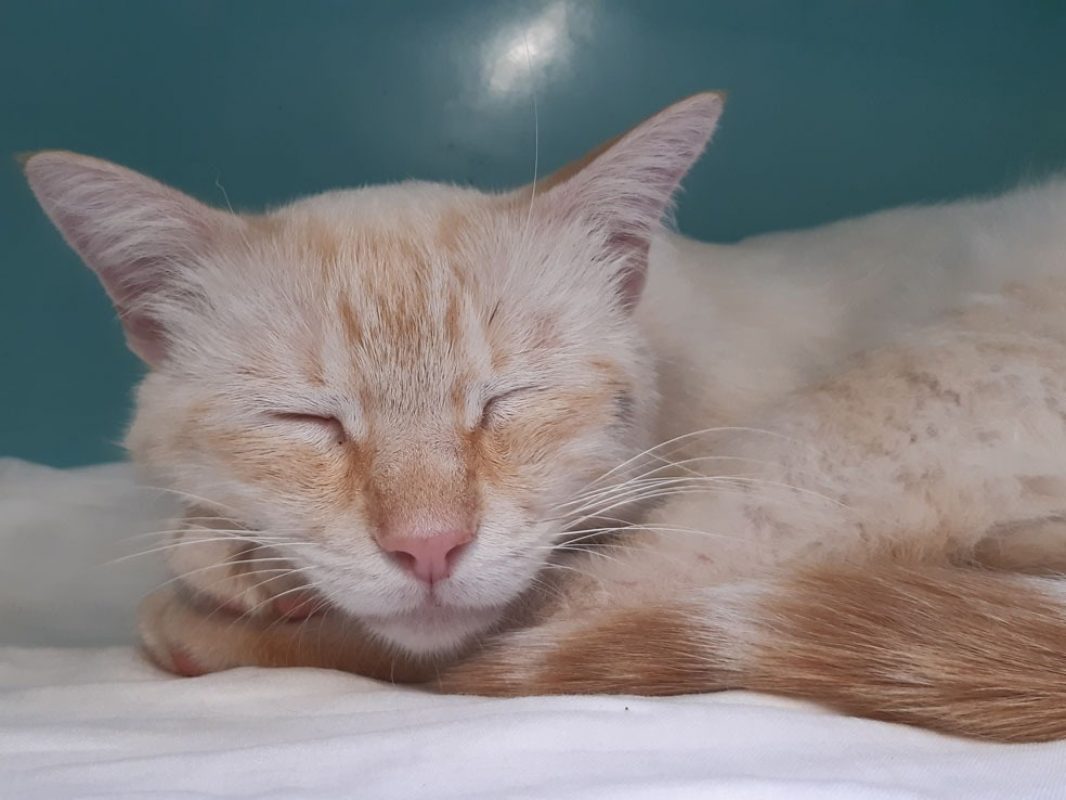 Cream - Chat Européen à adopter - photo 3
