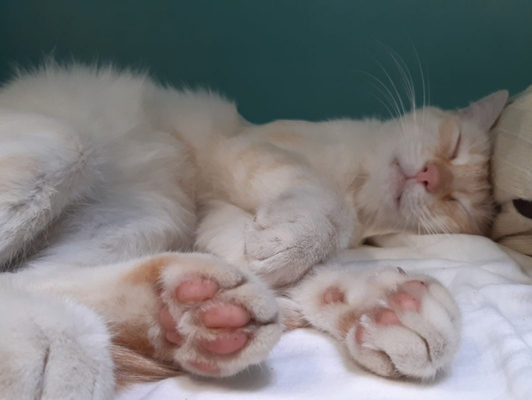 Cream - Chat Européen à adopter - photo 4