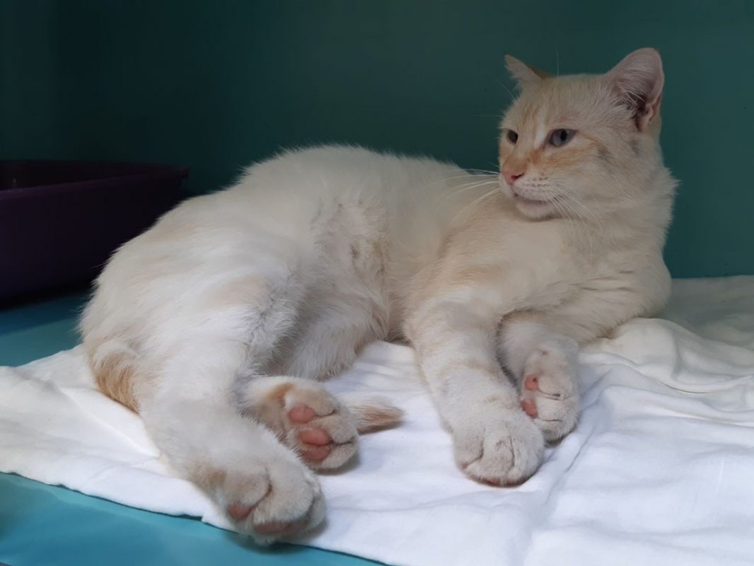 Cream - Chat Européen à adopter - photo 5