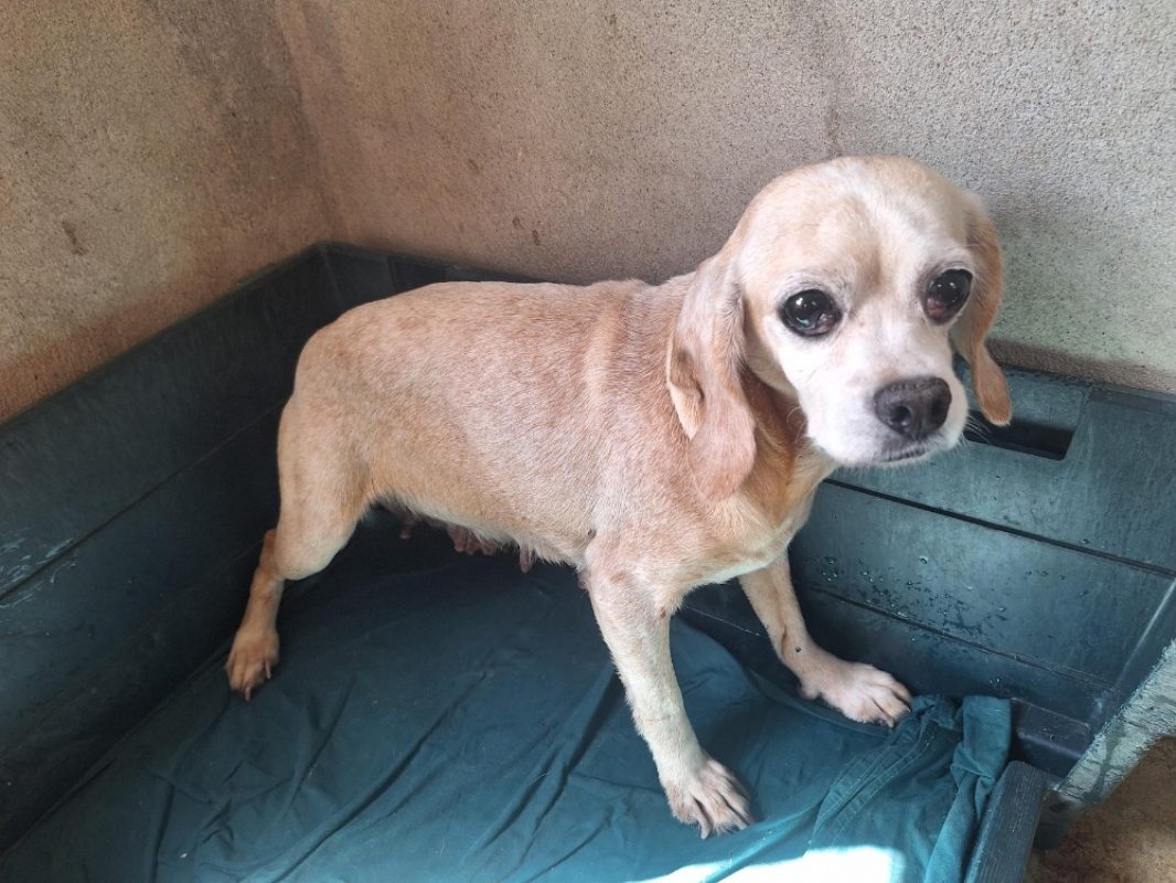 Iris - Chien à adopter