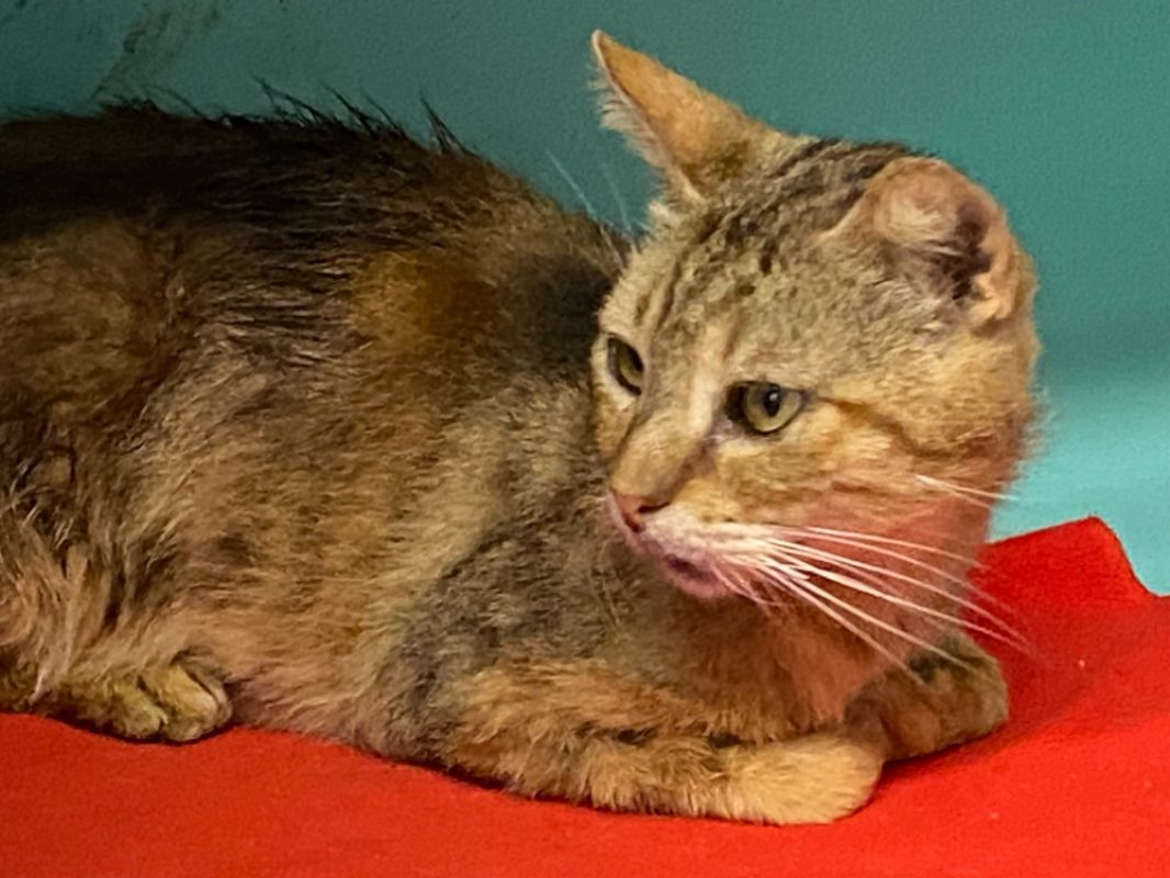 Sascha - Chat Européen à adopter