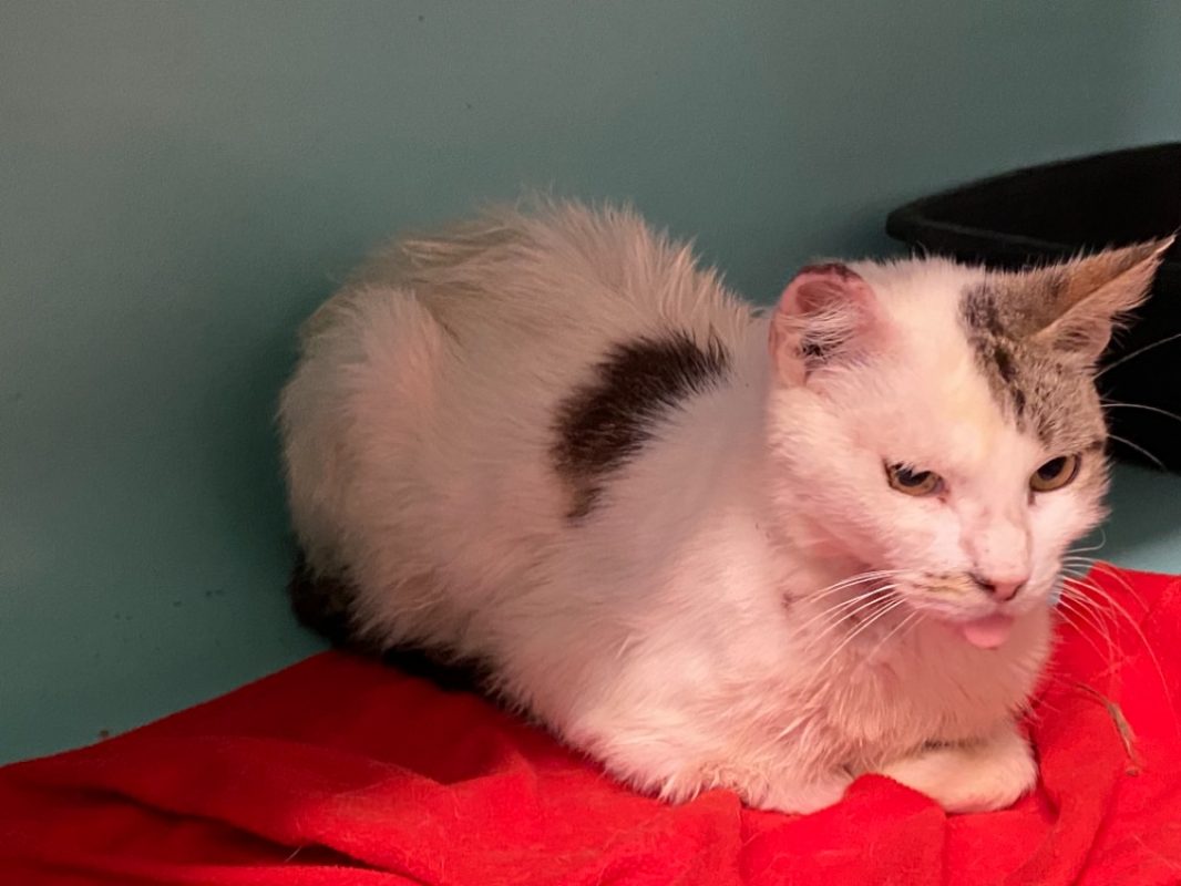 Noa - Chat Européen à adopter
