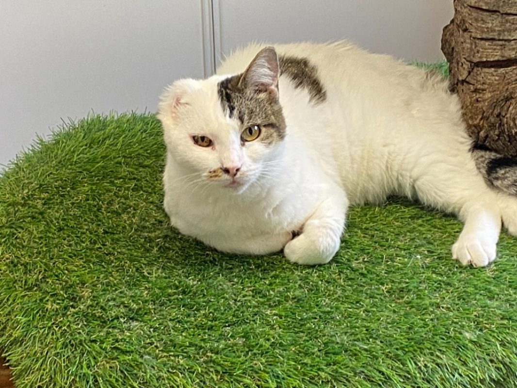 Noa - Chat Européen à adopter