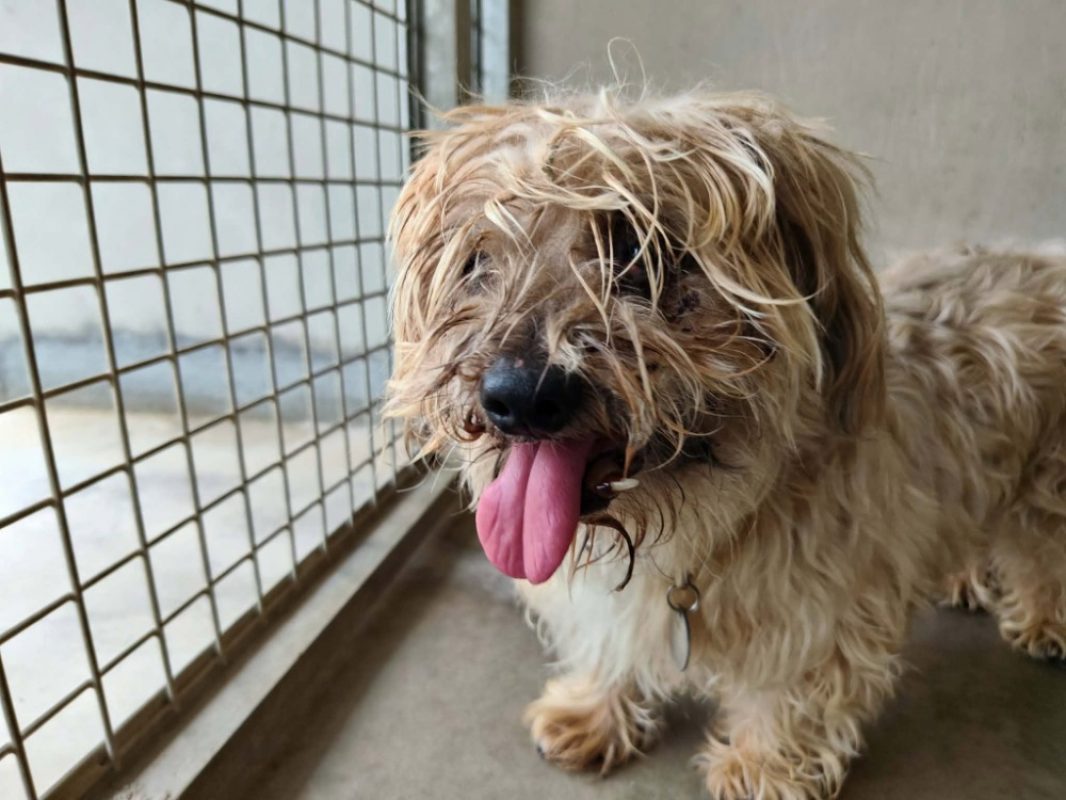 Hermes - Chien à adopter