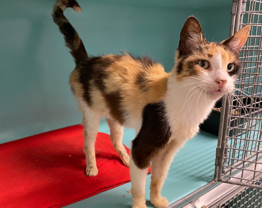 Charlie - Chat Européen à adopter