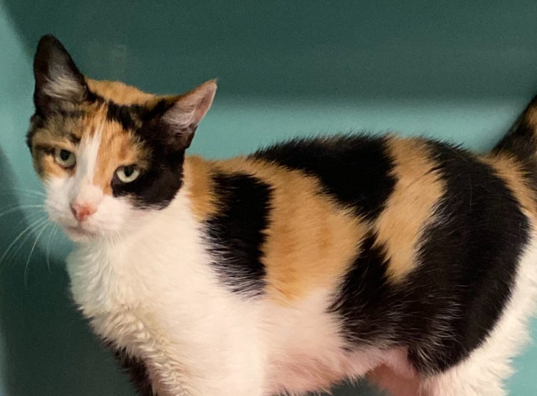 Charlie - Chat Européen à adopter