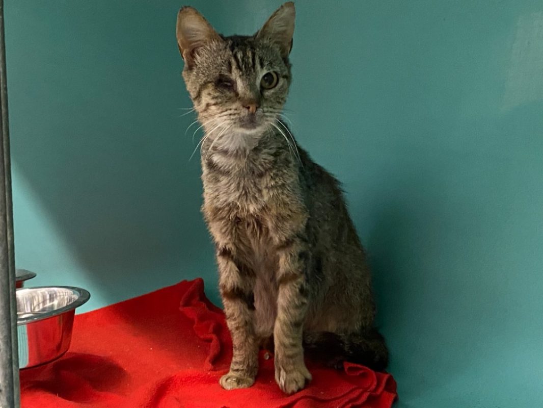 Plume - Chat Européen à adopter