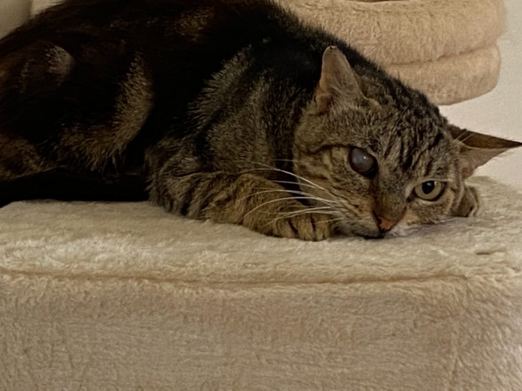 Mango - Chat Européen à adopter