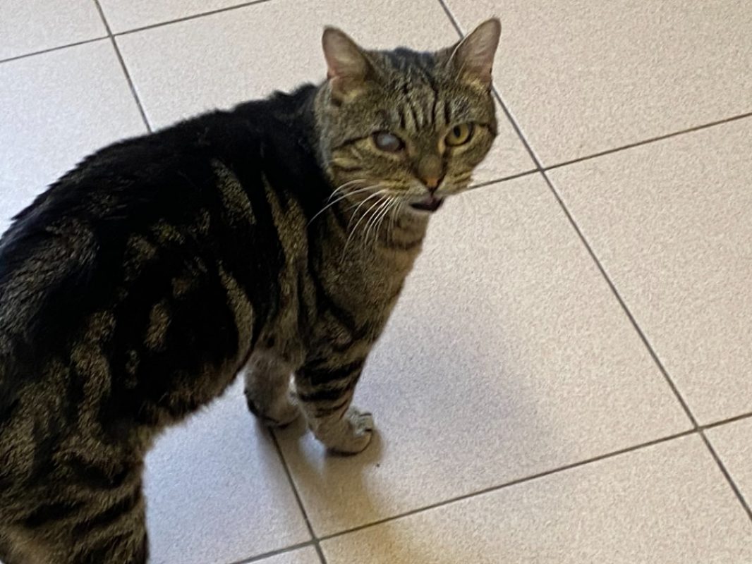 Mango - Chat Européen à adopter