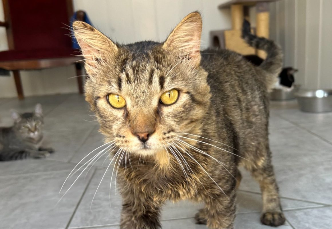 Gruyère - Chat Européen à adopter