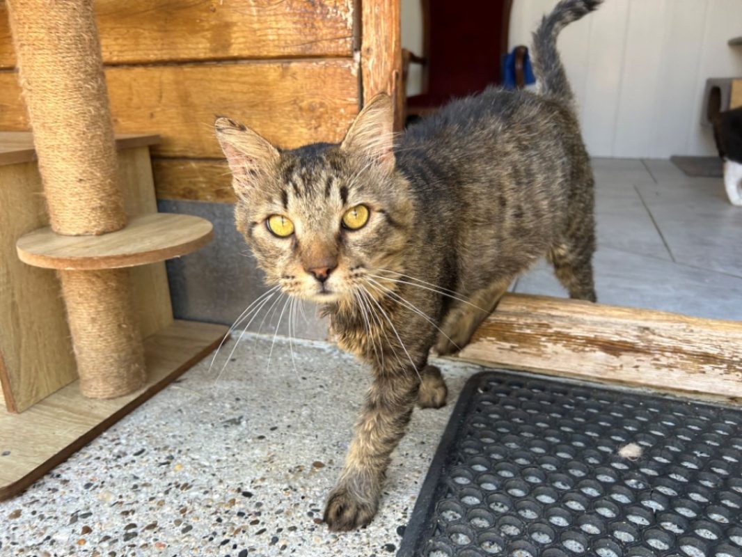 Gruyère - Chat Européen à adopter - photo 2