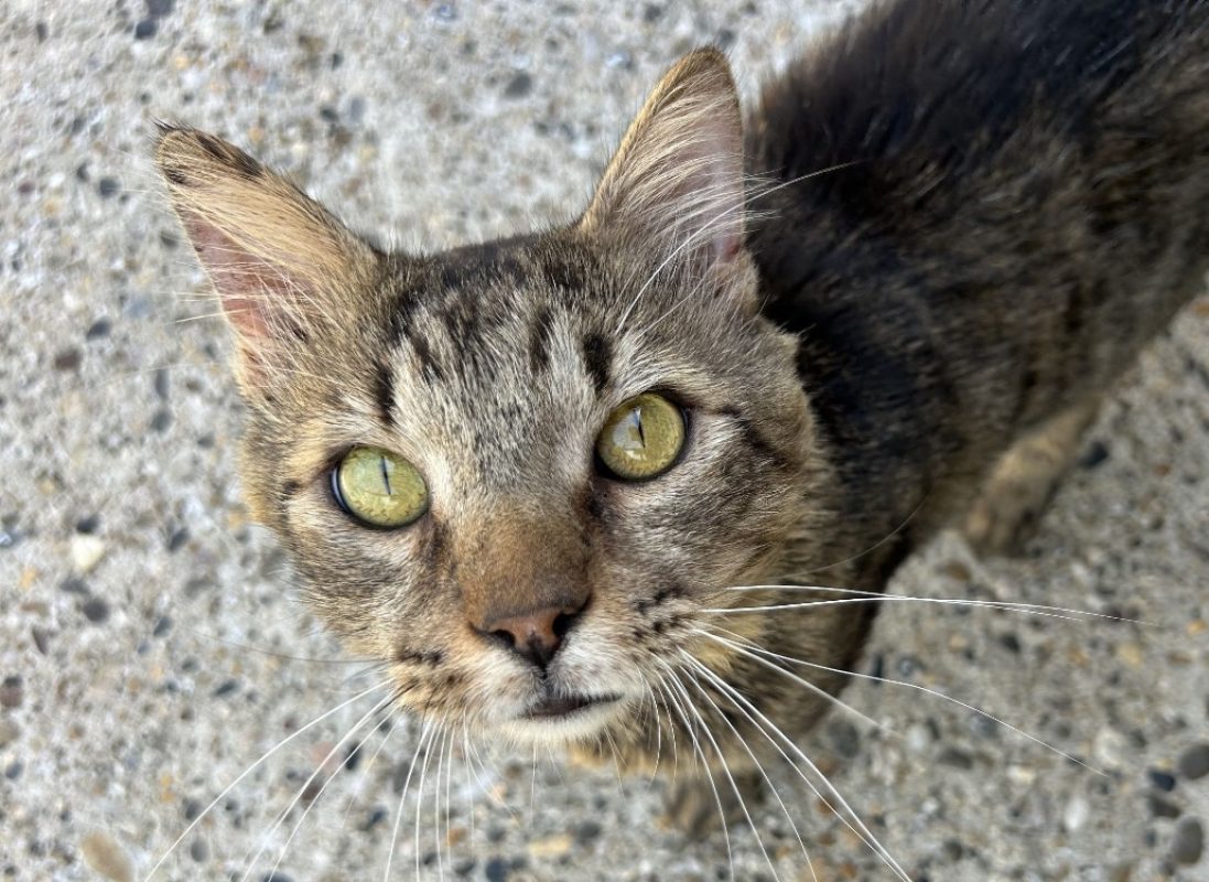 Gruyère - Chat Européen à adopter - photo 3