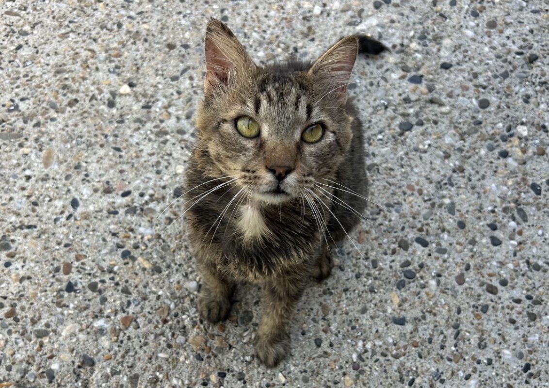 Gruyère - Chat Européen à adopter - photo 4