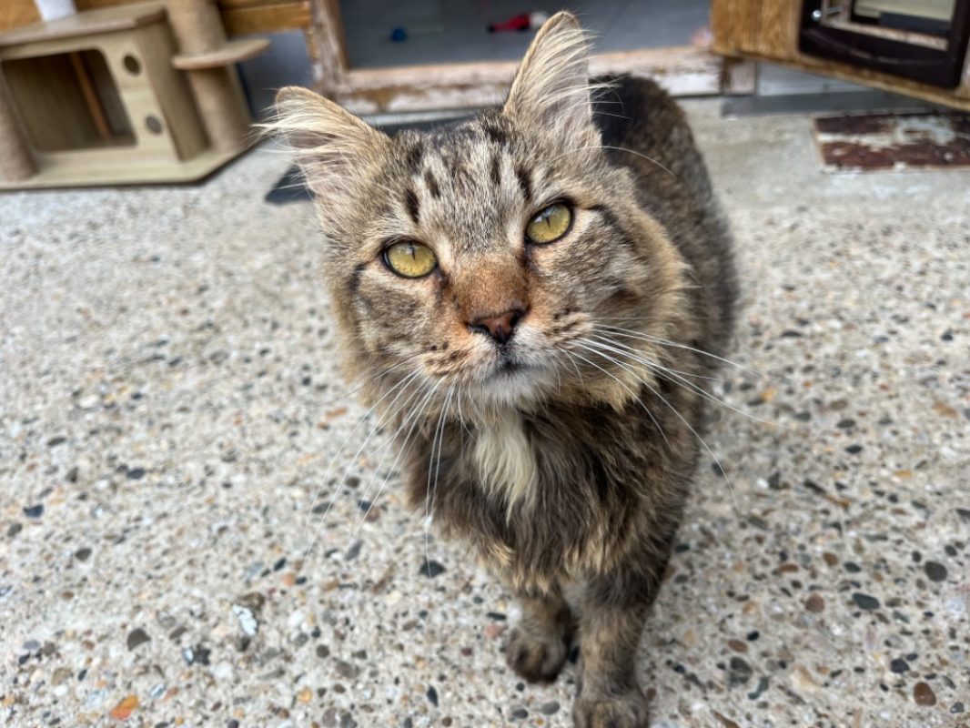 Gruyère - Chat Européen à adopter