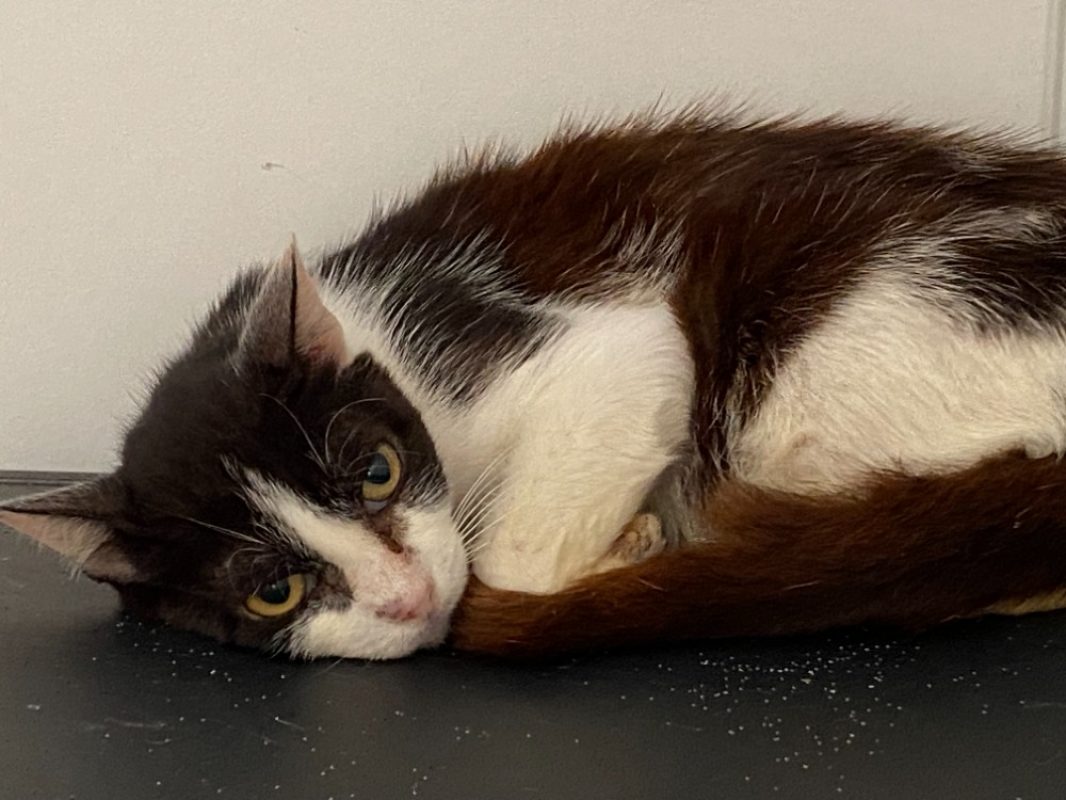 Loki - Chat Européen à adopter