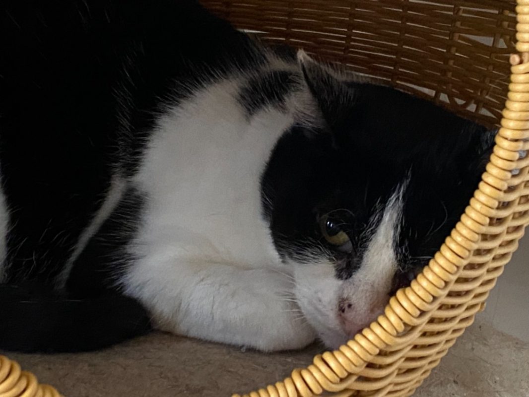 Loki - Chat Européen à adopter