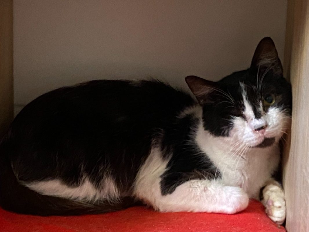 Tokyo - Chat Européen à adopter