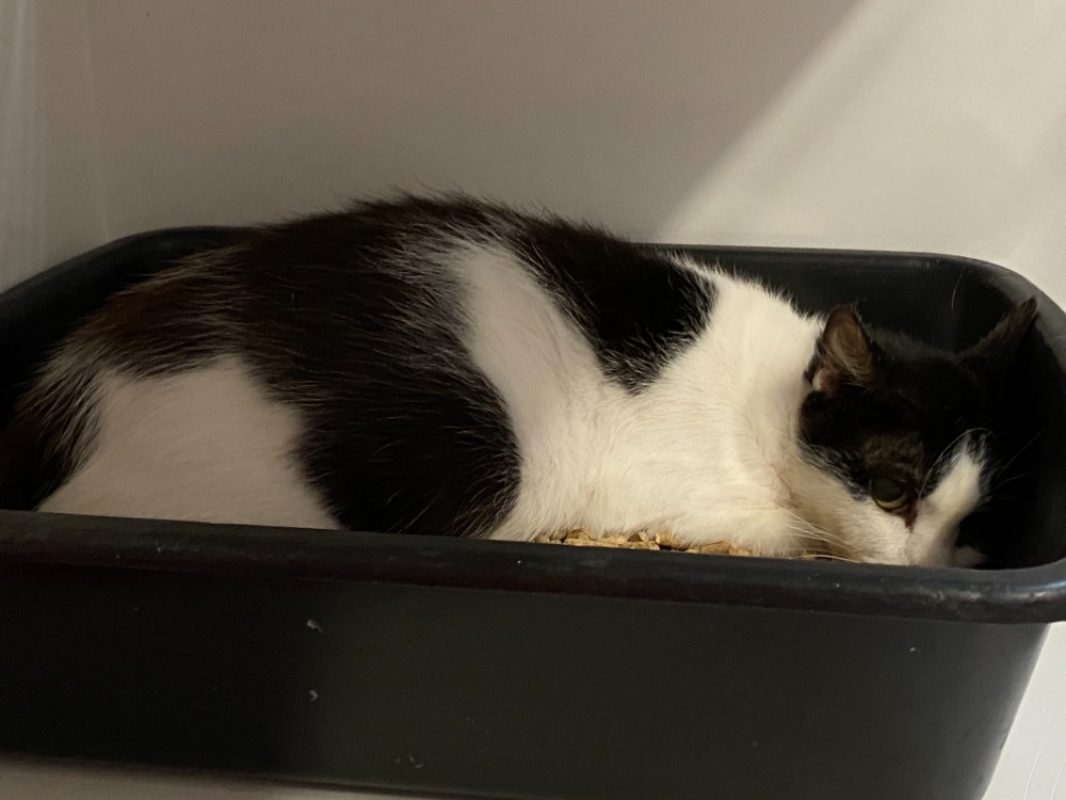 Lou - Chat Européen à adopter