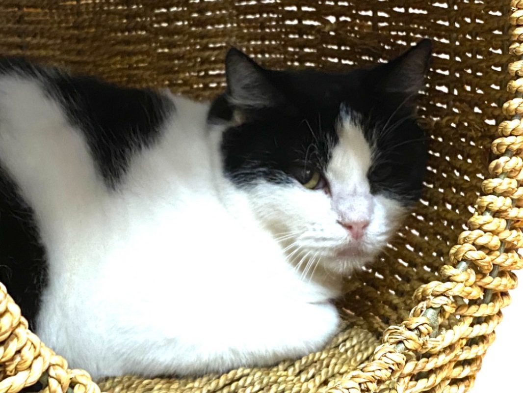 Lou - Chat Européen à adopter