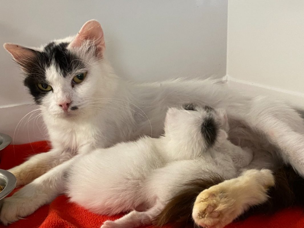 Cookie - Chat Européen à adopter