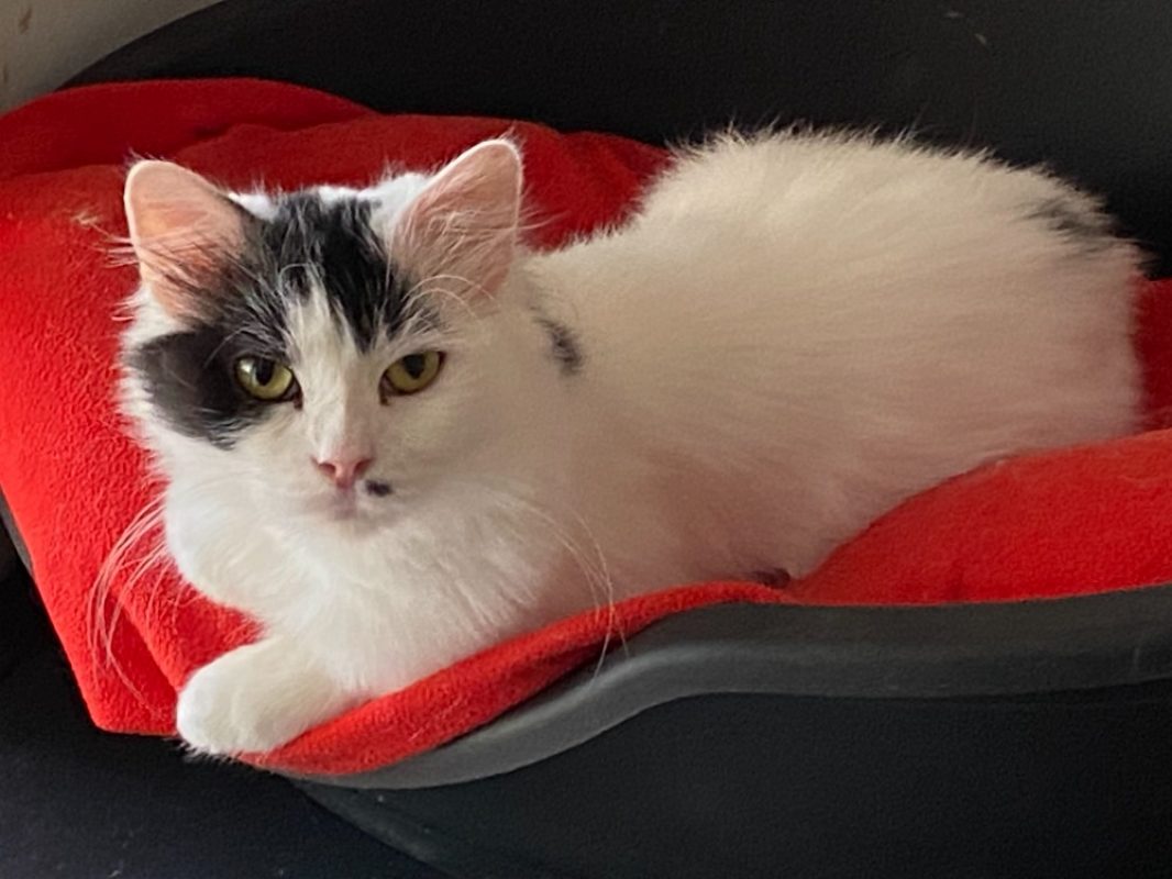 Cookie - Chat Européen à adopter
