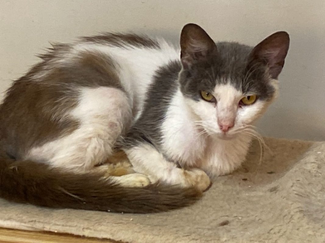 Pixel - Chat Européen à adopter