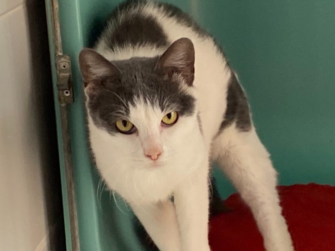 Pixel - Chat Européen à adopter