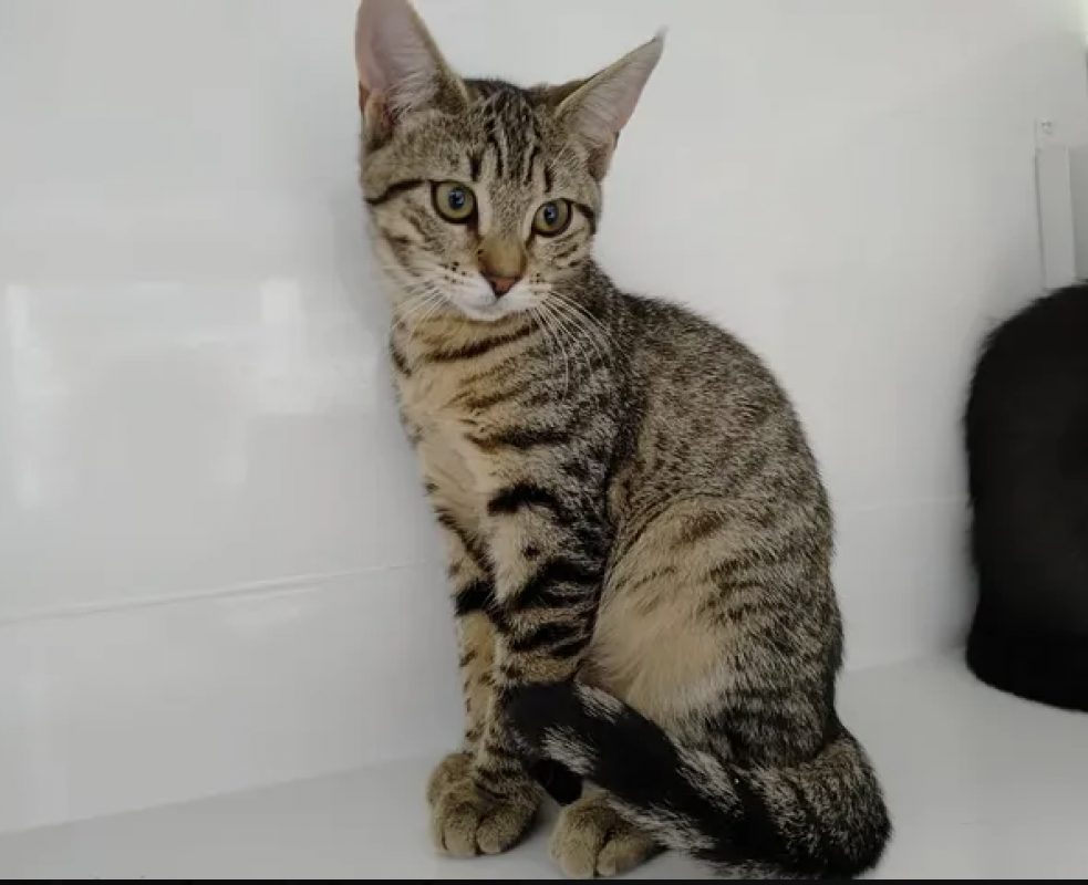 Léana - Chat Européen à adopter