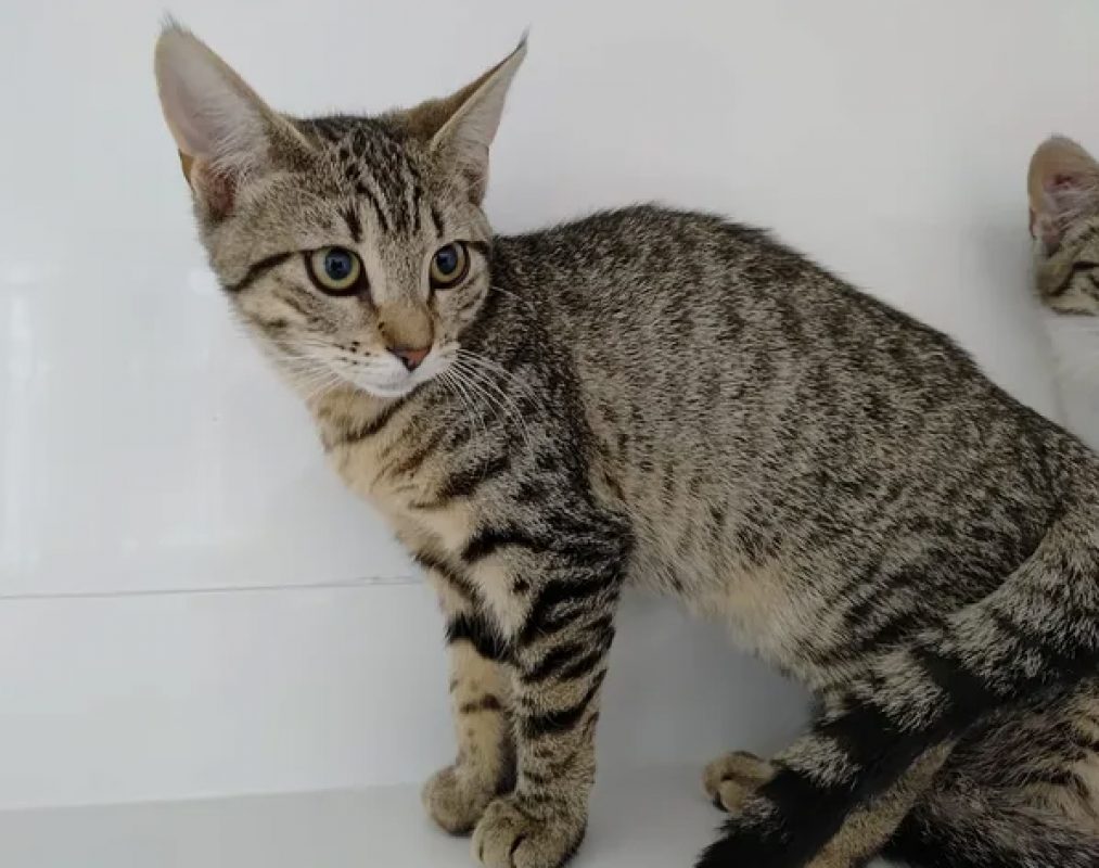 Léana - Chat Européen à adopter - photo 2