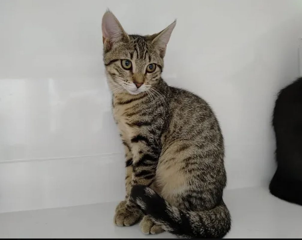 Léana - Chat Européen à adopter - photo 3