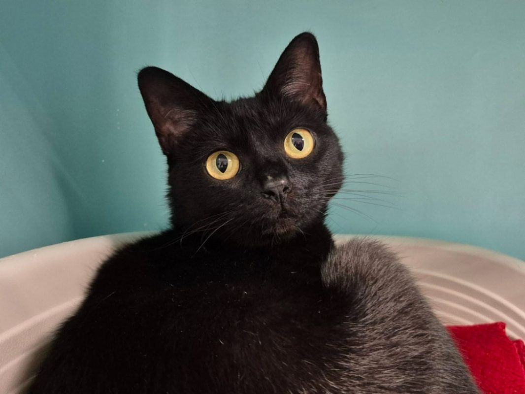 Platoon - Chat Européen à adopter