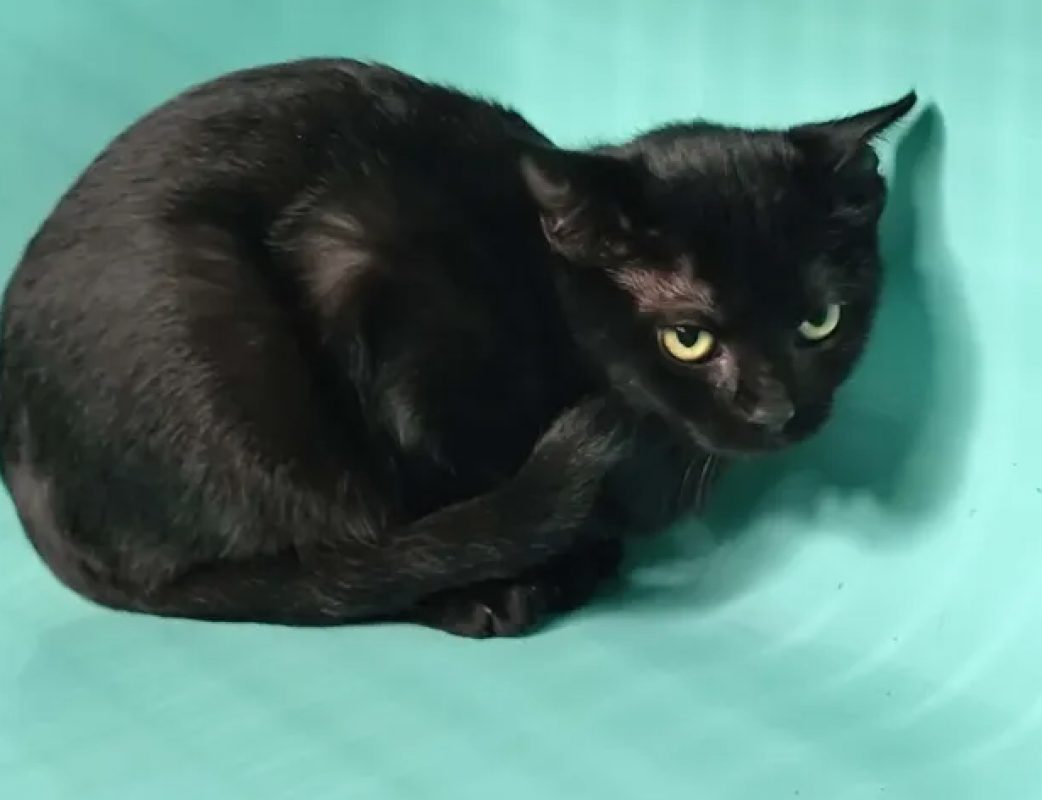 Myla - Chat Européen à adopter