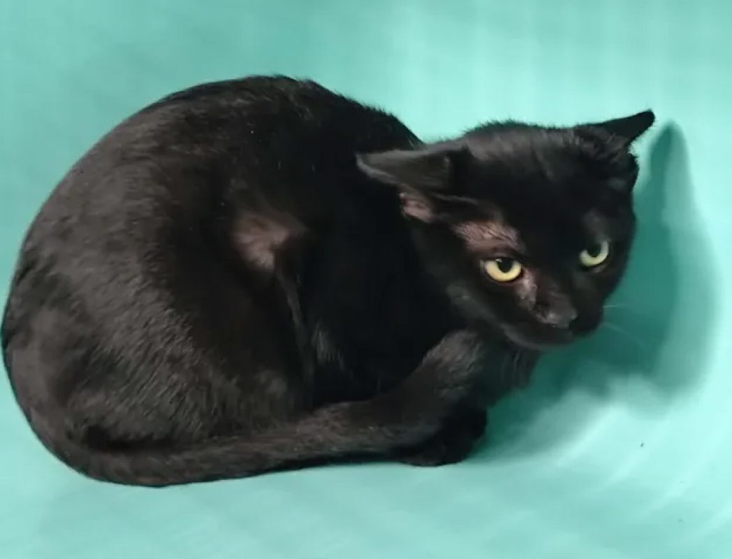 Myla - Chat Européen à adopter - photo 2