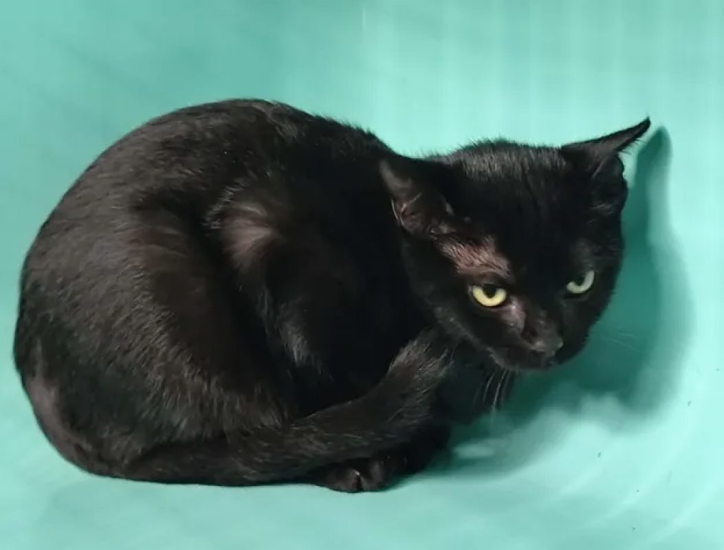 Myla - Chat Européen à adopter - photo 3