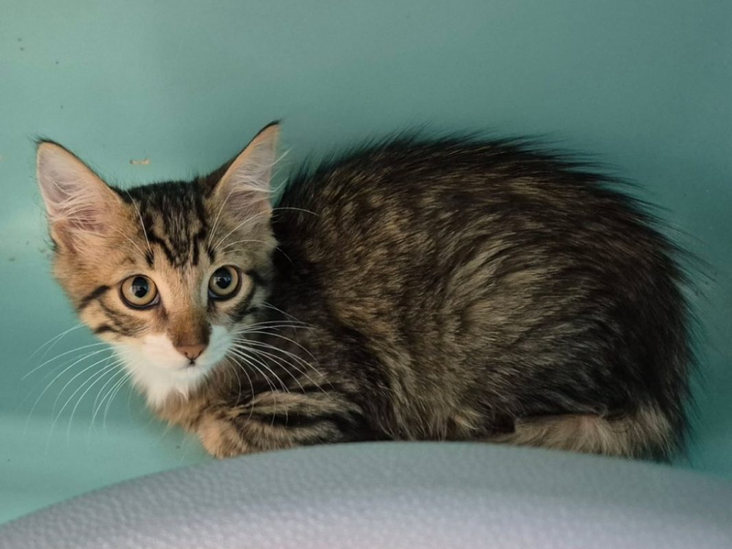 Matrix - Chat Européen à adopter