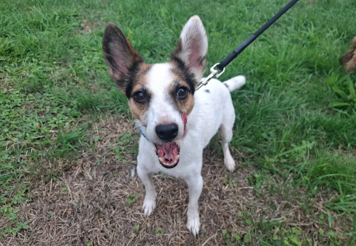 Octavia - Chien à adopter