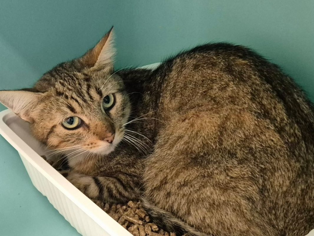 Shining - Chat Européen à adopter